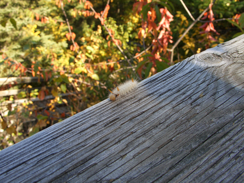 chenille