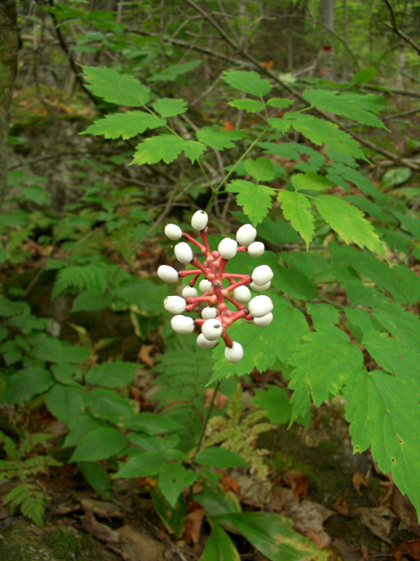 fleurinconnue3