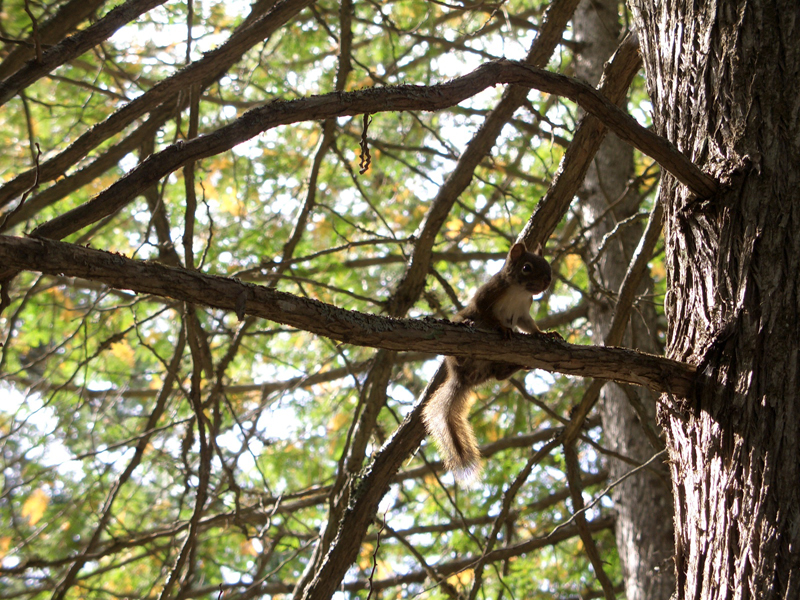 mauricie4