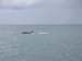 tadoussac6
