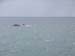 tadoussac7